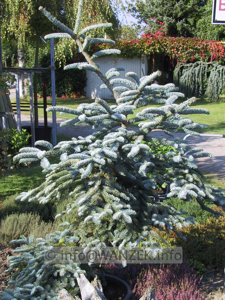 Abies procera Glauca1.JPG